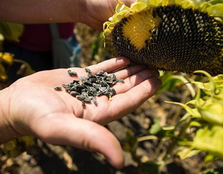 Цього року виробництво соняшнику в Україні складе 13 млн тонн, – USDA